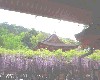 nara0305-006_thumb.jpg