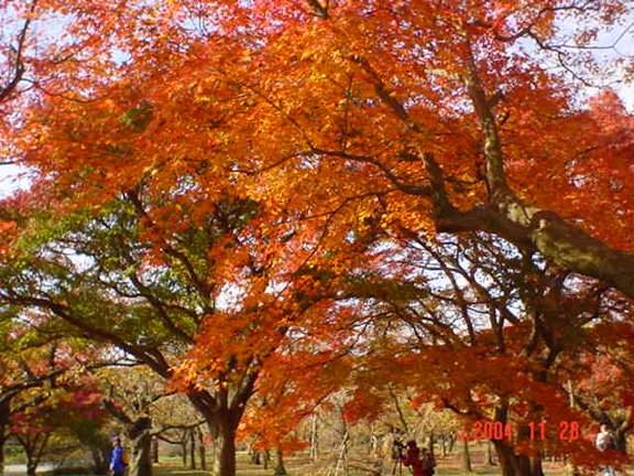 kyoto0411-001.jpg